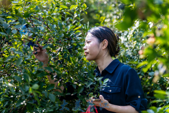 游客在横山蓝莓基地体验采摘乐趣。 特约通讯员 陈再华 摄