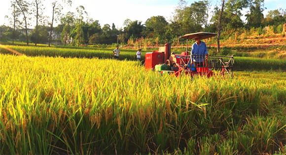 收割机正在开展水稻机收作业。通讯员 李达元 摄