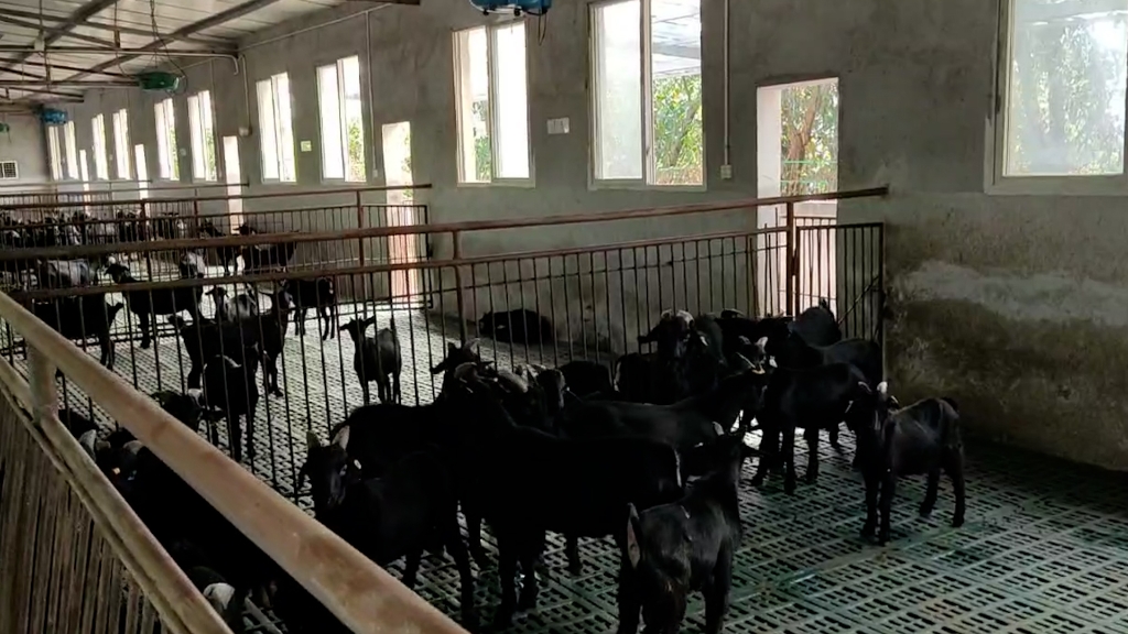 1养殖场内的黑山羊。受访者供图 