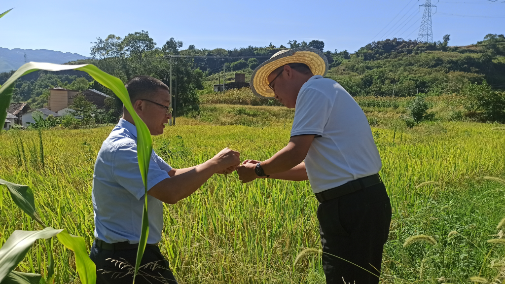 北碚区农业农村委组织农技专家指导抗旱工作。市农业农村委供图