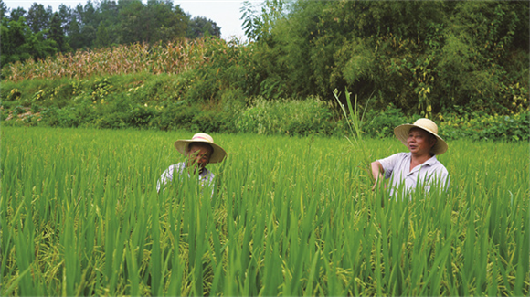 村民在稻田劳作。丰都日报记者 邓军杰 供图
