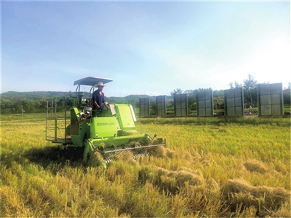 安胜镇龙印村，工作人员驾驶水稻秸秆打捆机在田间作业。张耀 摄