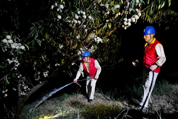 8月17日晚，国网重庆电力员工在万州区石碾村李子园帮村民给李子树浇水抗旱。国网重庆市电力公司供图  华龙网发