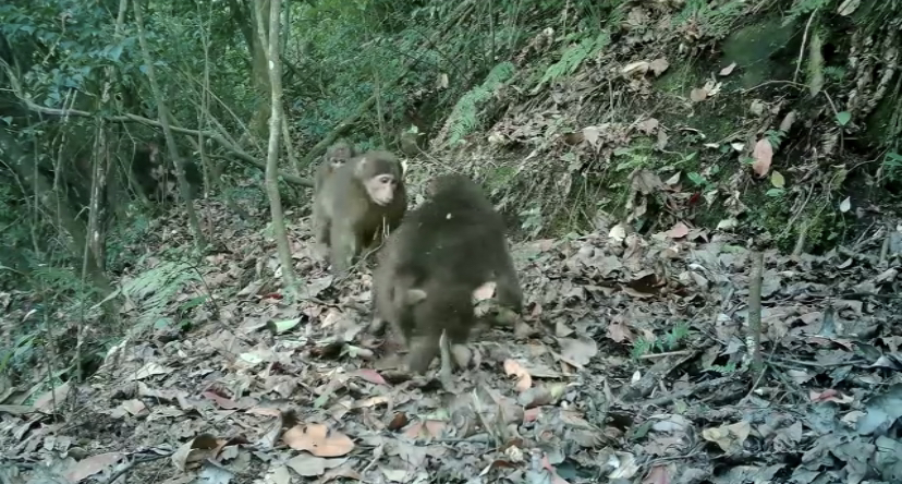 Tibetan macaques were found in Simian Mountain. (Screenshot of the video) 