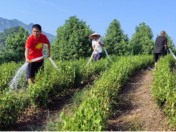秀山县涌洞镇凉河村当地干部群众正对白茶产业进行灌溉。秀山县涌洞镇供图