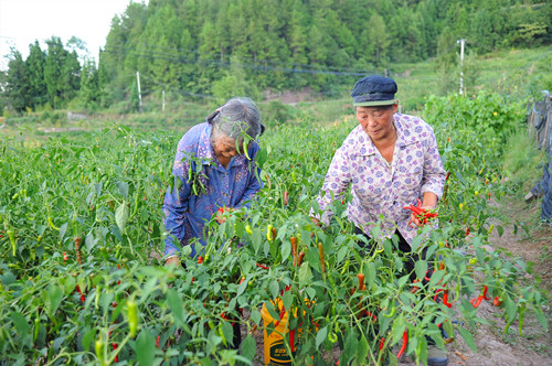 村民在采摘成熟的辣椒。特约通讯员  隆太良 摄