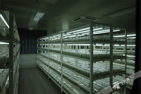 在巫溪县马铃薯脱毒种薯繁育中心培养室里，试管苗正在进行快繁。华龙网-新重庆客户端 王钰 摄