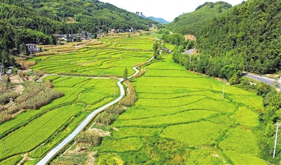 竹山镇猎神村，一片片稻田交织成一幅色彩明快的田园画卷。 记者 向成国 摄
