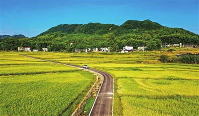 铁门乡长塘村，金色的稻田铺展开来，与村舍、道路相映成趣。 记者 熊 伟 摄
