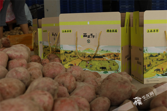 巫溪种植的红土豆在消费市场很受欢迎。华龙网-新重庆客户端 王钰 摄