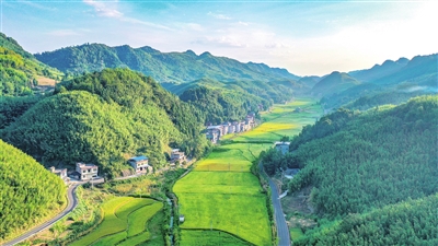 新盛镇银杏村，泛黄的水稻与碧绿的山脉交相辉映。 记者 熊 伟 摄