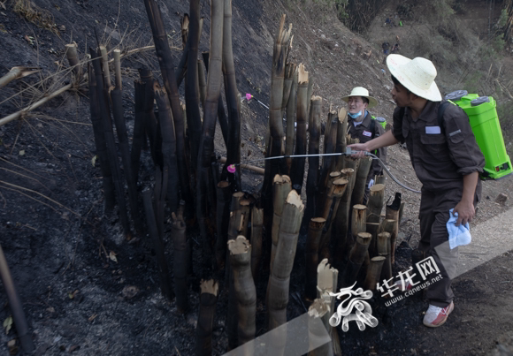 巴南区南泉街道虎啸村，救灾人员清理过火山林。华龙网-新重庆客户端记者 张质 摄