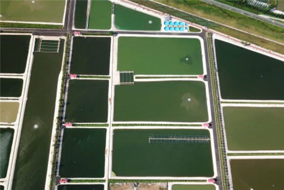 山东省微山县微山湖现代渔业产业园的生态鱼塘（无人机照片）。新华社记者 徐速绘 摄