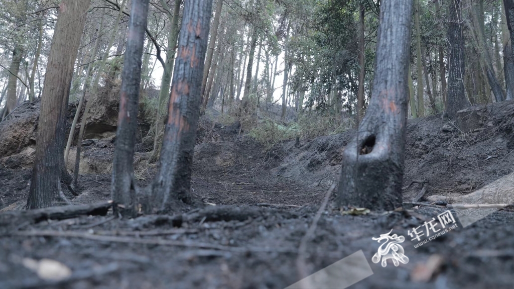 火后的山林“蒙上”一层厚厚的灰。