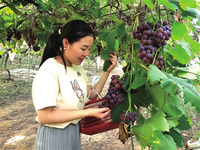 游客采摘葡萄。记者 王露 摄