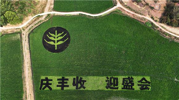 彩色稻谷绘制的“庆丰收，迎盛会”。通讯员 陈仕川 摄