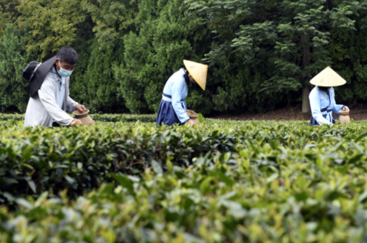 在日照市天台山风景区生态茶园，游客体验采茶。新华社记者 范长国 摄