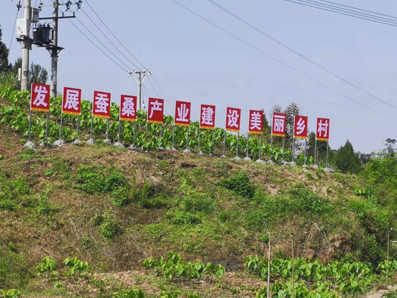 天台村蚕桑基地