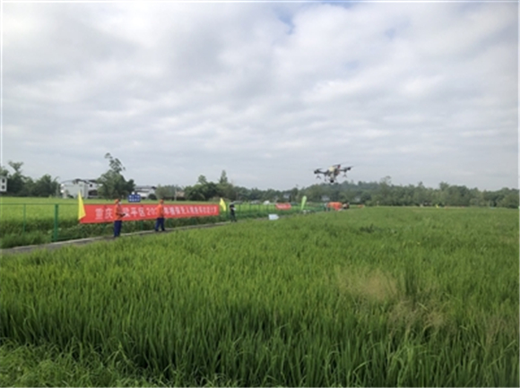 2022年植保无人机应用技能大赛现场，飞手在操作无人机开展水稻植保。梁平日报记者 张耀 摄