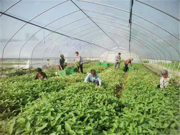 太平镇蔬菜基地务工群众正在摘菜。特约通讯员 李慧敏 摄