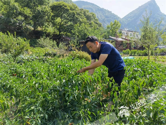 刘帮学在自家菜园采摘辣椒。华龙网-新重庆客户端记者 冉长军 摄
