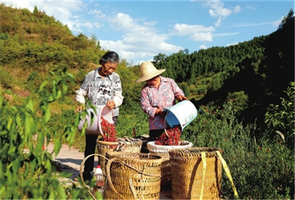 近日，大观镇庙坝村，村民将采摘的辣椒倒入背篓，准备转运。记者 何建军 向成国 供图