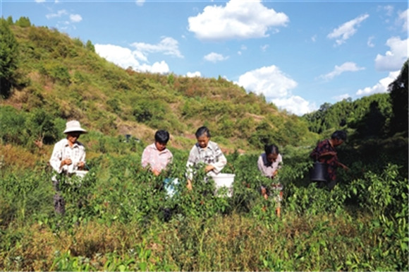 近日，大观镇庙坝村，村民在辣椒基地里采摘辣椒。记者 何建军 向成国 供图