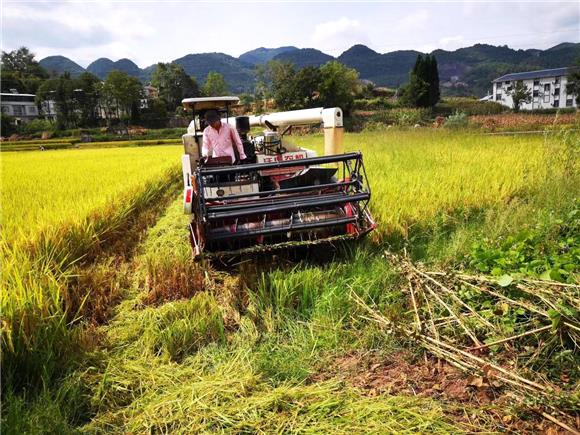 The reaping machine was working in the field. (Picture provided by Shanghuang Town)