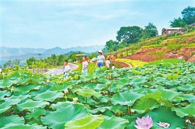 Citizens were visiting “Jin’ao Countryside”. (Photographed by Zhong Ge) 