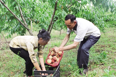 黄昌龙（右）在捡装桃子。记者 杨丽媛 摄