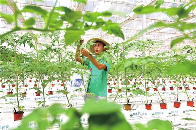重庆数谷农场的荷兰·番茄工场内，工人在“智能温室”里给番茄修枝缠蔓。记者 刘辉 摄