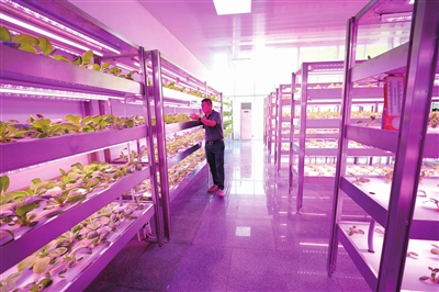 重庆数谷农场的植物灯光工场内，技术员在“智能温室”里观察蔬菜的生长情况。记者 刘辉 摄