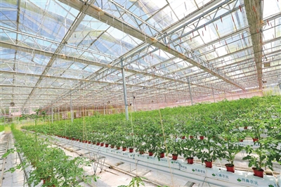 重庆数谷农场的荷兰·番茄工场内，通过一系列降温手段让工场内温度保持在30℃左右，番茄长势喜人。记者 刘辉 摄