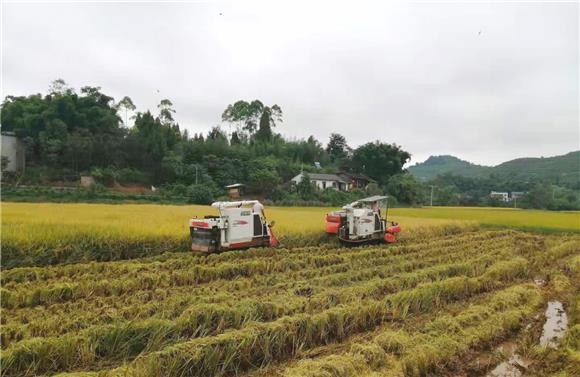 寿桥村水稻种植专业合作社里，几台收割机正在收割稻谷。 通讯员 陈刚 摄