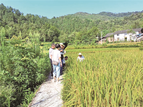 专家在田间进行测产。万州时报记者 应凤林 摄