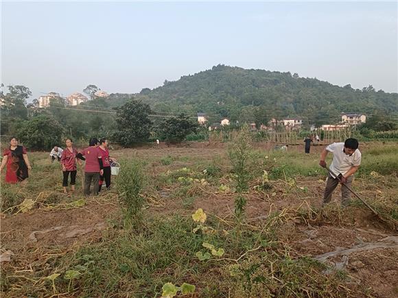 村民清除田间杂草为栽种秋季蔬菜作准备。特约通讯员 蒋文友 摄