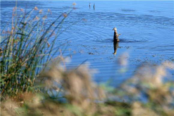 富锦国家湿地公园中的水鸟。新华社记者 王建威 摄