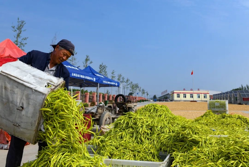 跟着总书记看中国‖小黄花 大产业12