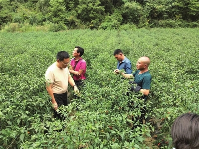农技专家深入安淌村辣椒种植基地，开展农技服务。谢宇杰 摄