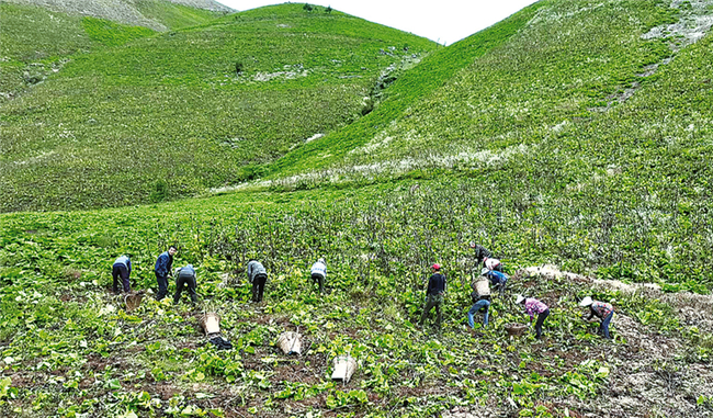 木香种植户采挖忙。开州日报记者 陈永松 摄