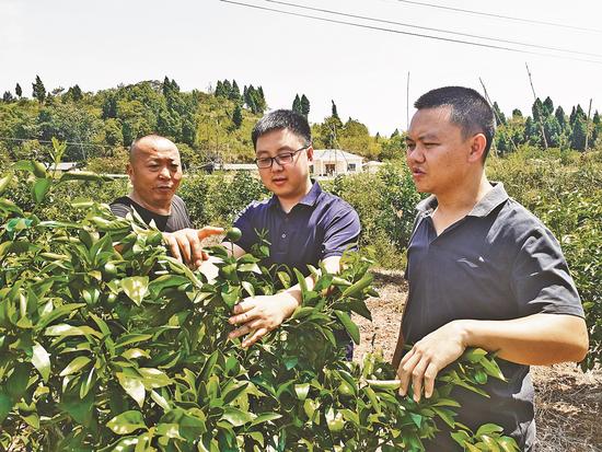 黄渝鑫（中）查看柑橘长势。记者 王新莲 供图