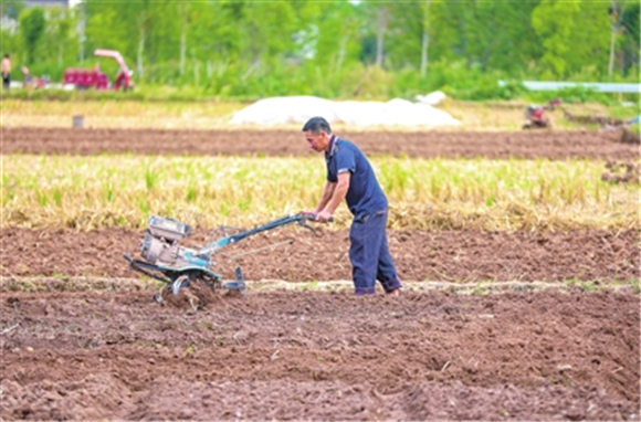Recently, villagers in Renxian Village, Renxian Street were plowing the field with the assistance of a micro cultivator and preparing for the planting of autumn vegetables. (Photographed by Xiong Wei)