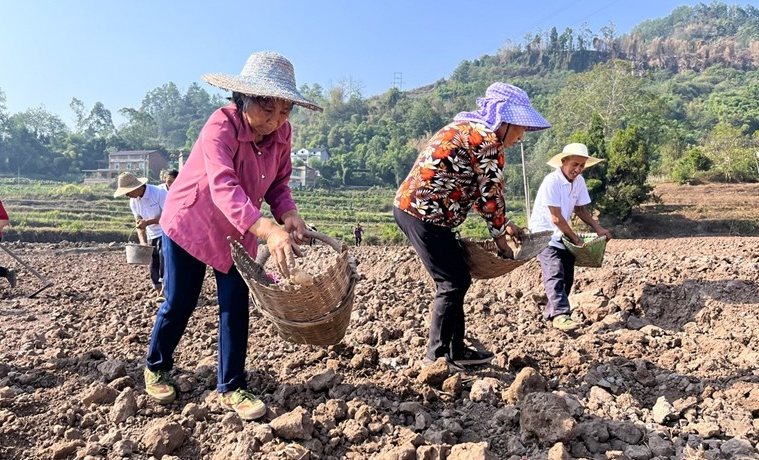 鸣玉镇金光村村民在种秋洋芋。记者 聂灵灵 摄