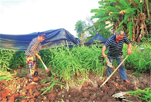 近日，和林镇和林村的生姜种植基地，村民们忙着采收生姜。记者 向泓羽 摄
