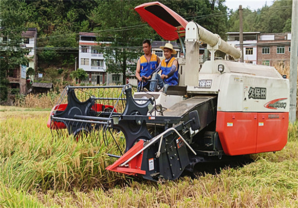 社会化组织工作人员驾驶收割机在收割水稻。通讯员 李玉霞 摄