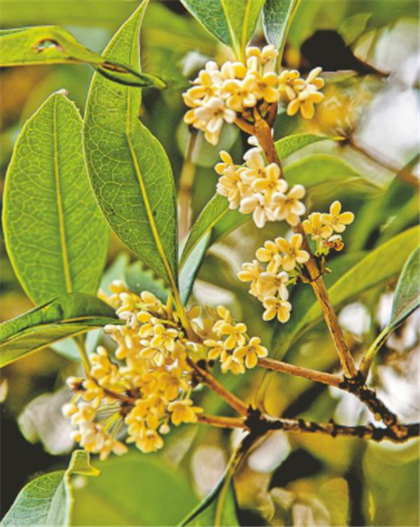 The air was heavy with the aroma of osmanthus blossoms. (Photographed by Liu Wangyang and Sun Zhen)