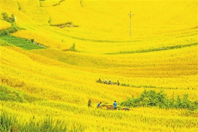 何家岩村民正在收割水稻。记者 冉川 供图
