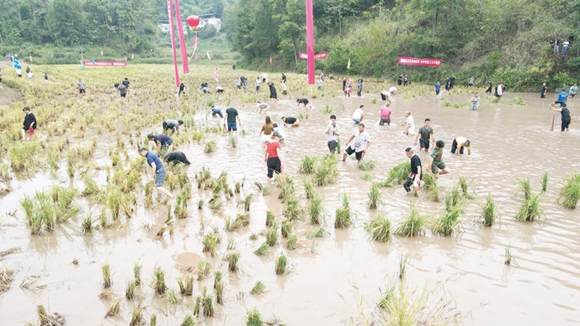 村民和游客在稻田里摸鱼。