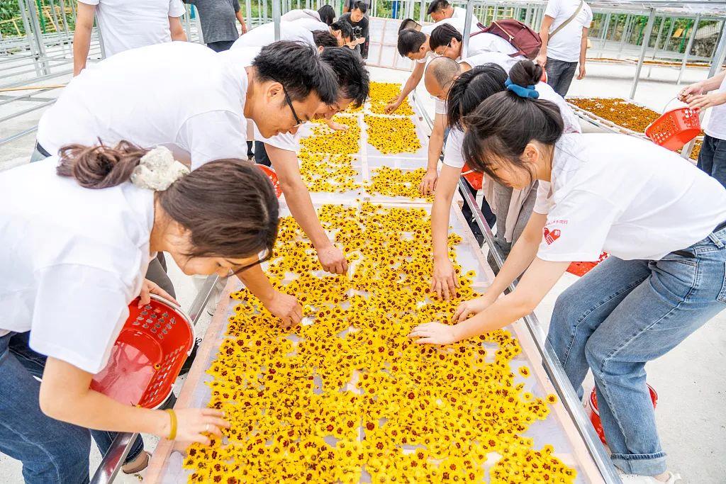 稻菽千重浪丨中国要美，农村必须美12
