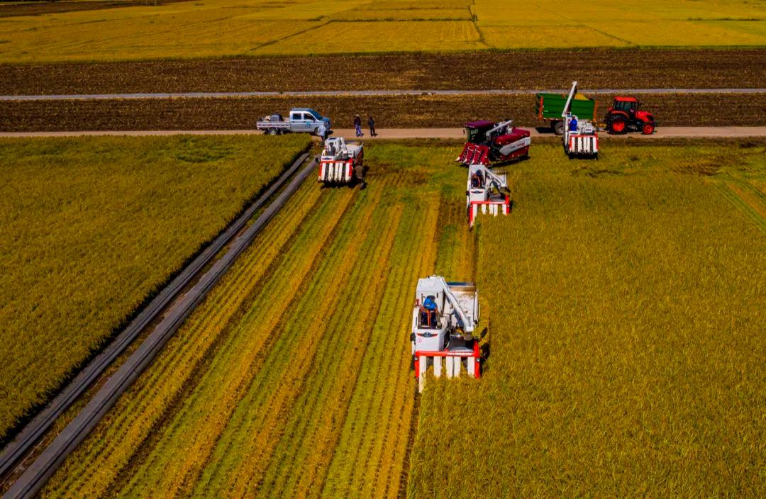 稻菽千重浪丨中国要强，农业必须强3